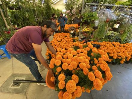 El cempasúchil mexicano se vende a 25 pesos en el Mercado de las Flores, en Querétaro