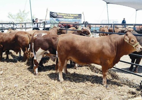 Querétaro, referente comercial 