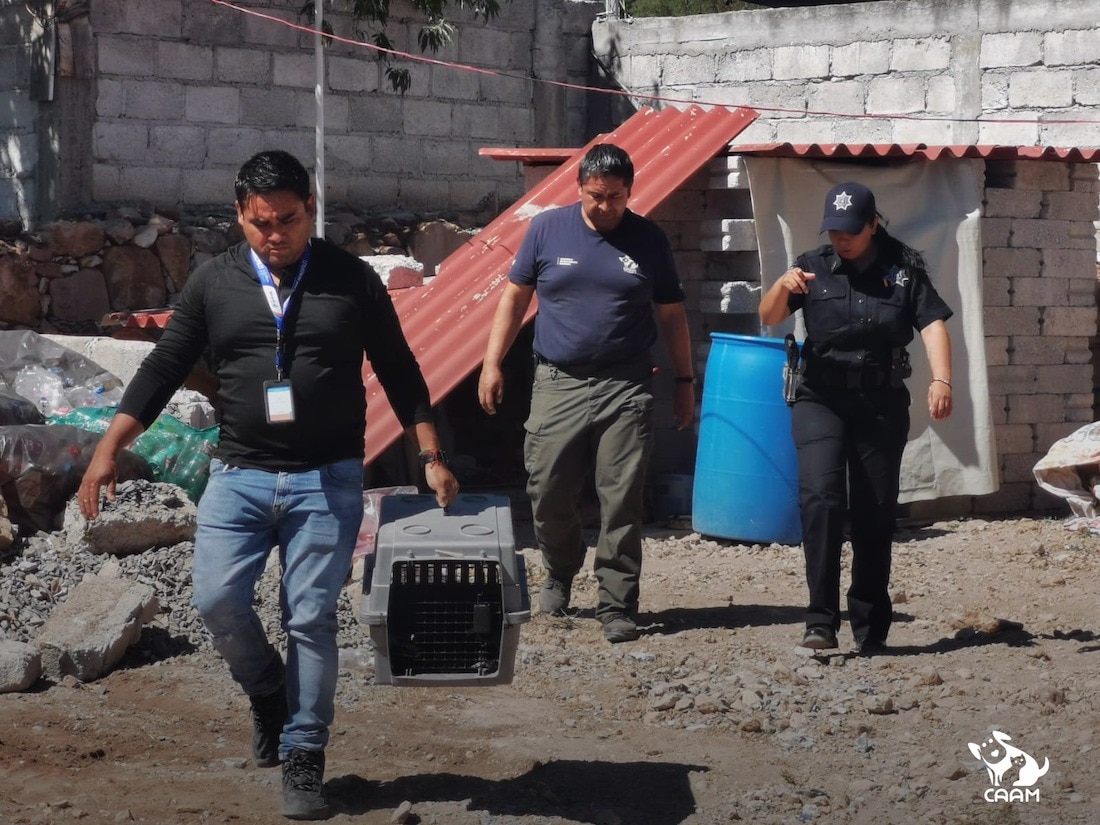 Rescatan a perritos de los intensos rayos del sol