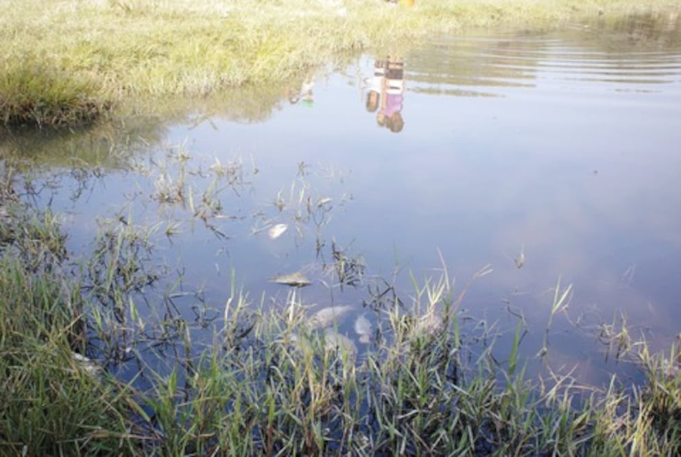 Faltó oxígeno a peces: Sagarpa
