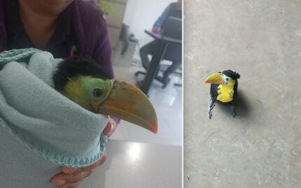 Hallan un tucán en Querétaro, fue localizado tras reporte de vecinos 