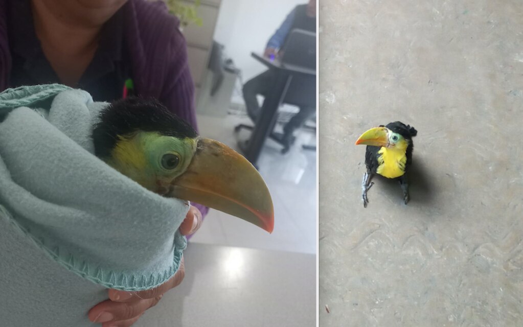 Hallan un tucán en Querétaro, fue localizado tras reporte de vecinos