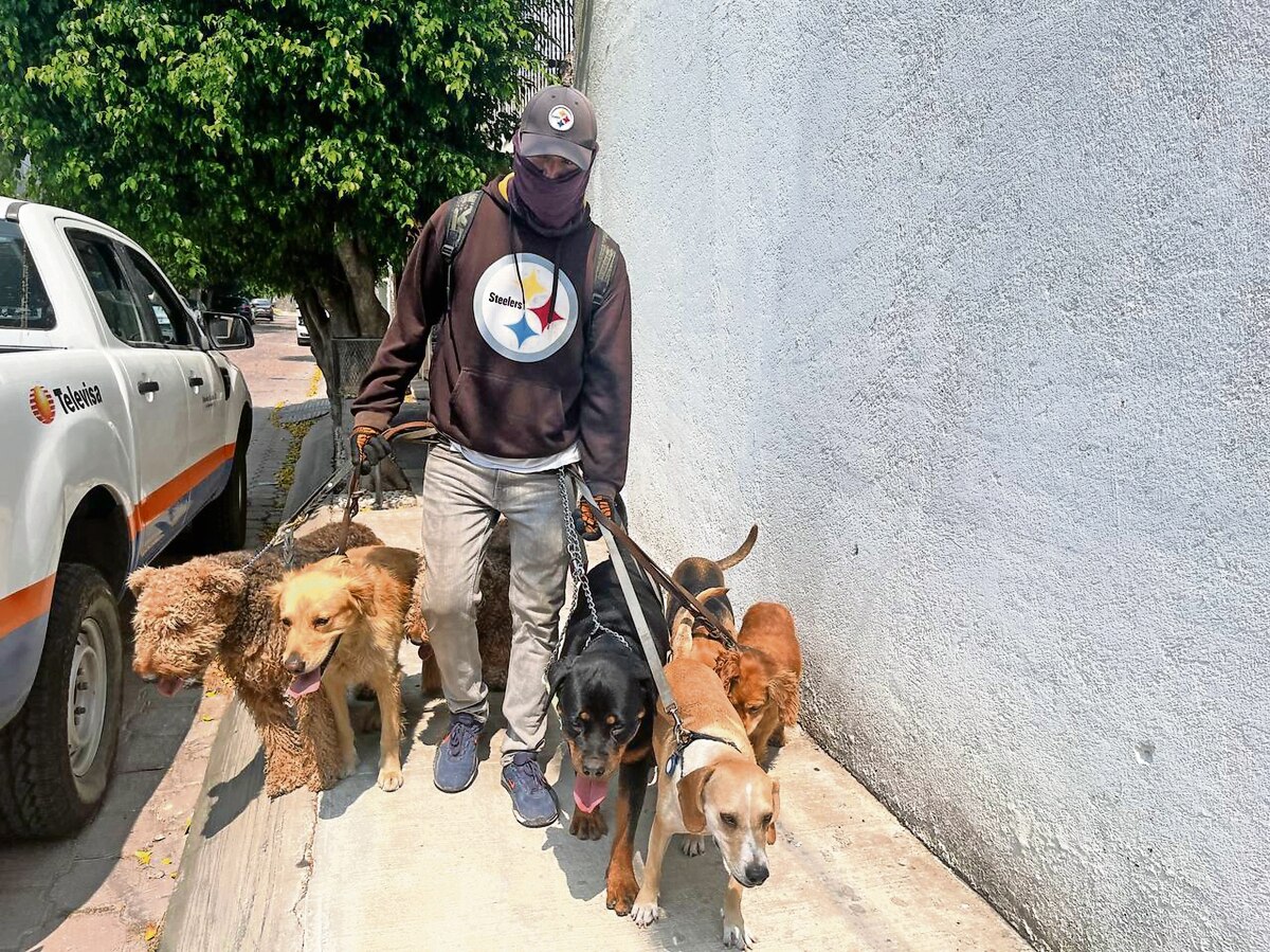 Pasear perros, una tarea regulada por el amor