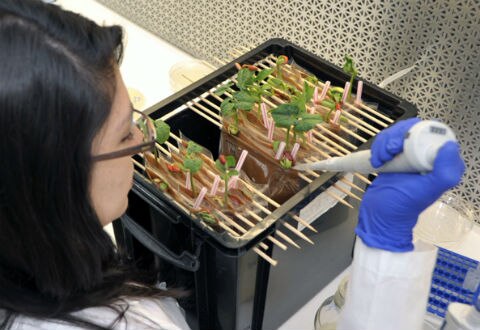 Se adhieren a clúster de biotecnología