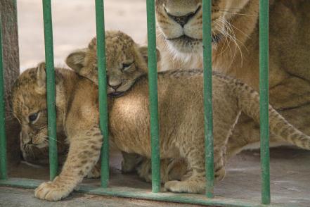 Nuevos rugiditos; nacen dos leoncitas en el zoológico Wamerú