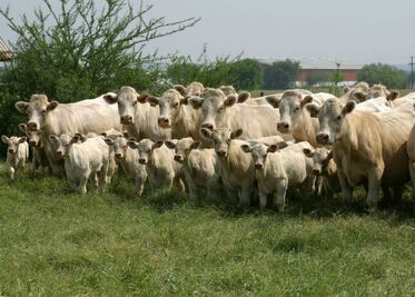 Colón registra 3 robos de ganado a la semana