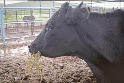 Impulsan ganadería en la Sierra Gorda 