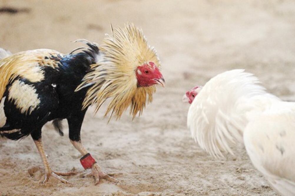 Municipio va contra peleas de gallos