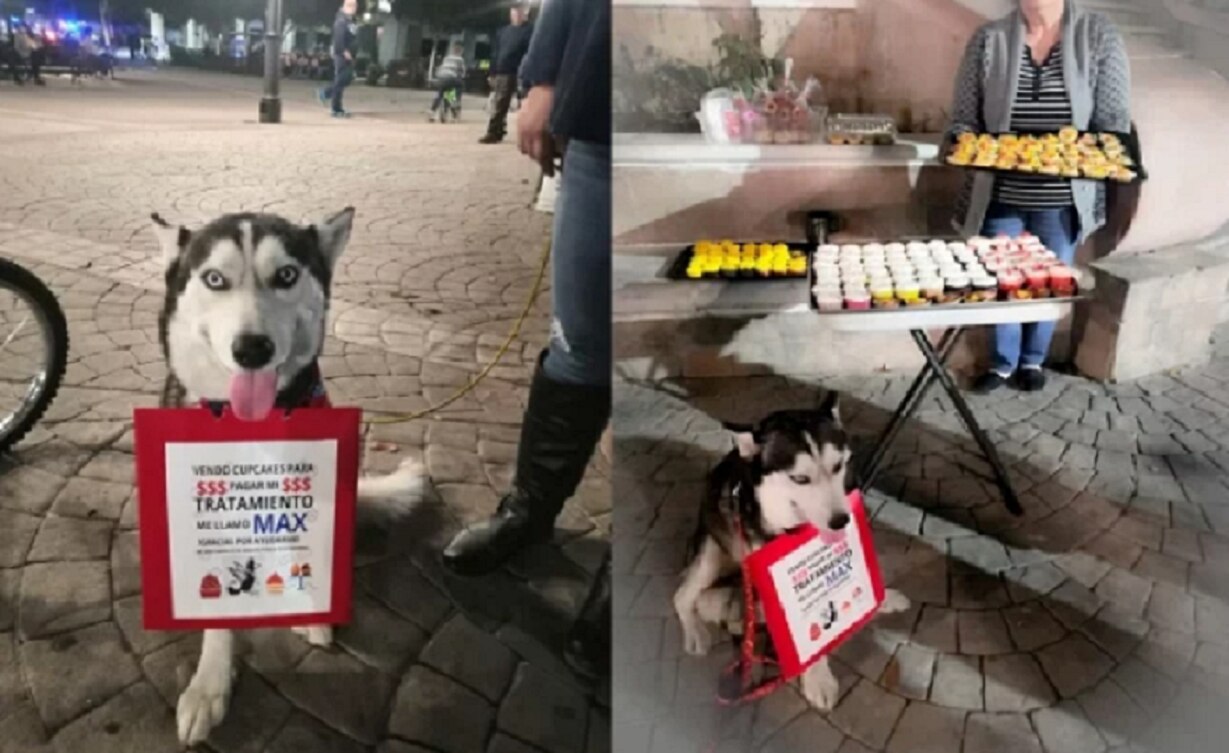 Perrito vende cupcakes para pagar tratamiento