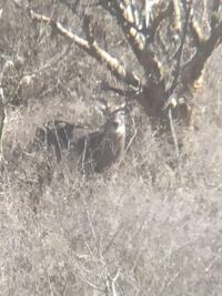 "Están matando venados", denuncia activista en Querétaro