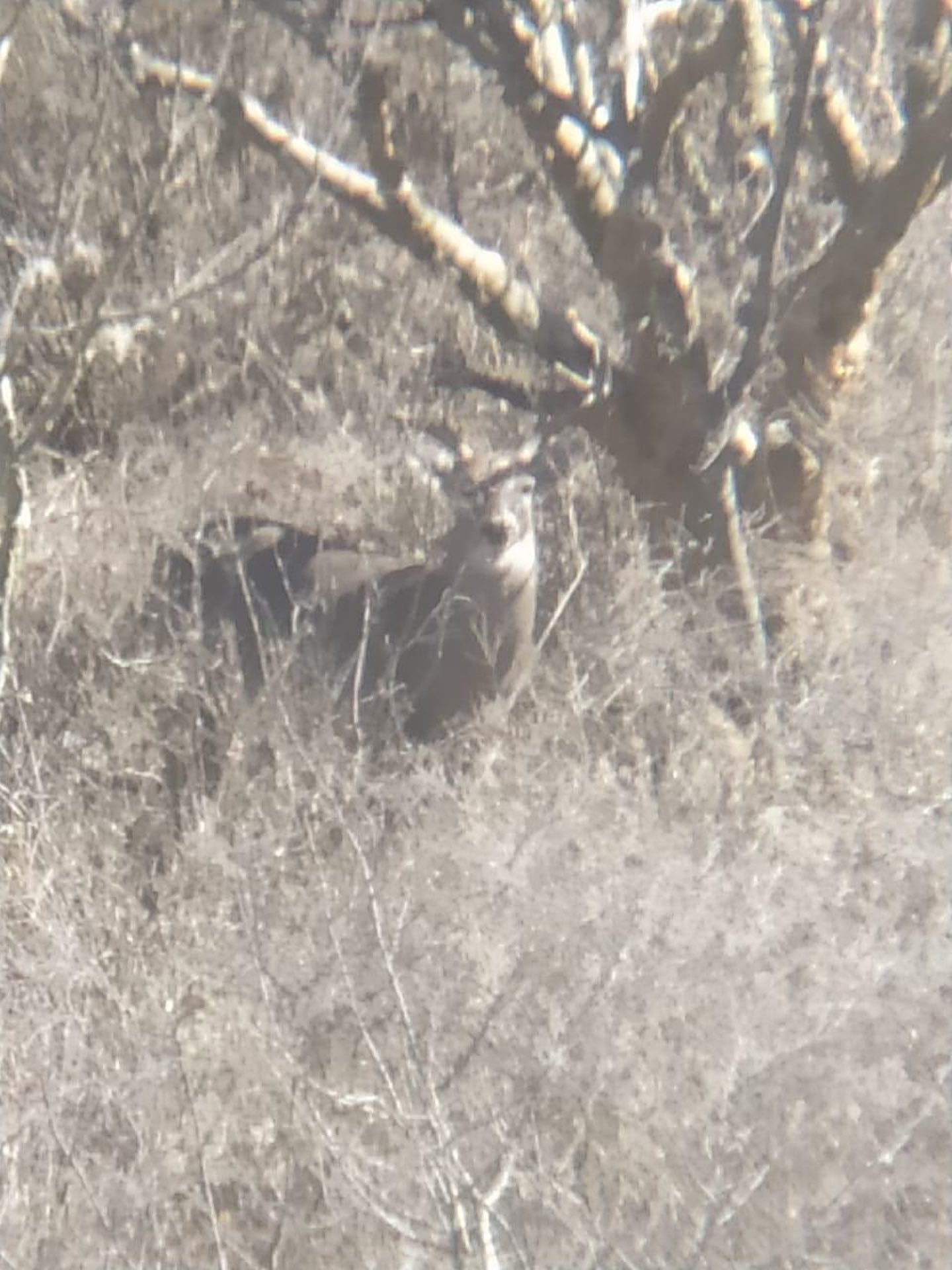 "Están matando venados", denuncia activista en Querétaro