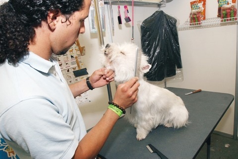 Multan a local por descuidar a un cachorro