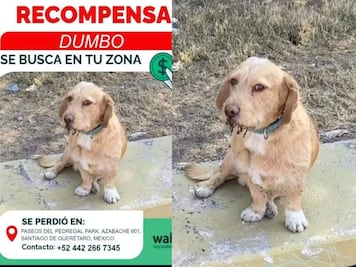 Buscan a Dumbo en Querétaro; el lomito se perdió en Paseos del Pedregal