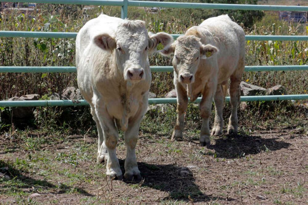 Foto: ARCHIVO. EL UNIVERSAL