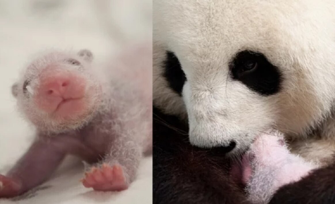 Nacen dos cachorros de panda gigante en zoológico de Berlín