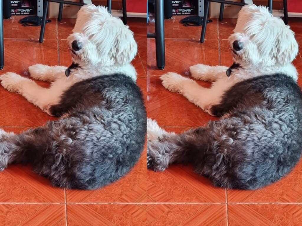 Buscan a la perrita Duquesa en Querétaro; se extravió el 21 de julio