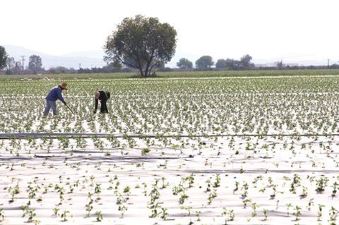 Prevén cosechar 60 mil ton de granos