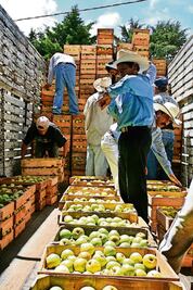 UAQ impulsa producción de fruta