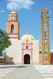 El sotol, en peligro de extinción