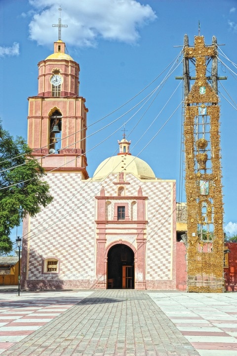 El sotol, en peligro de extinción