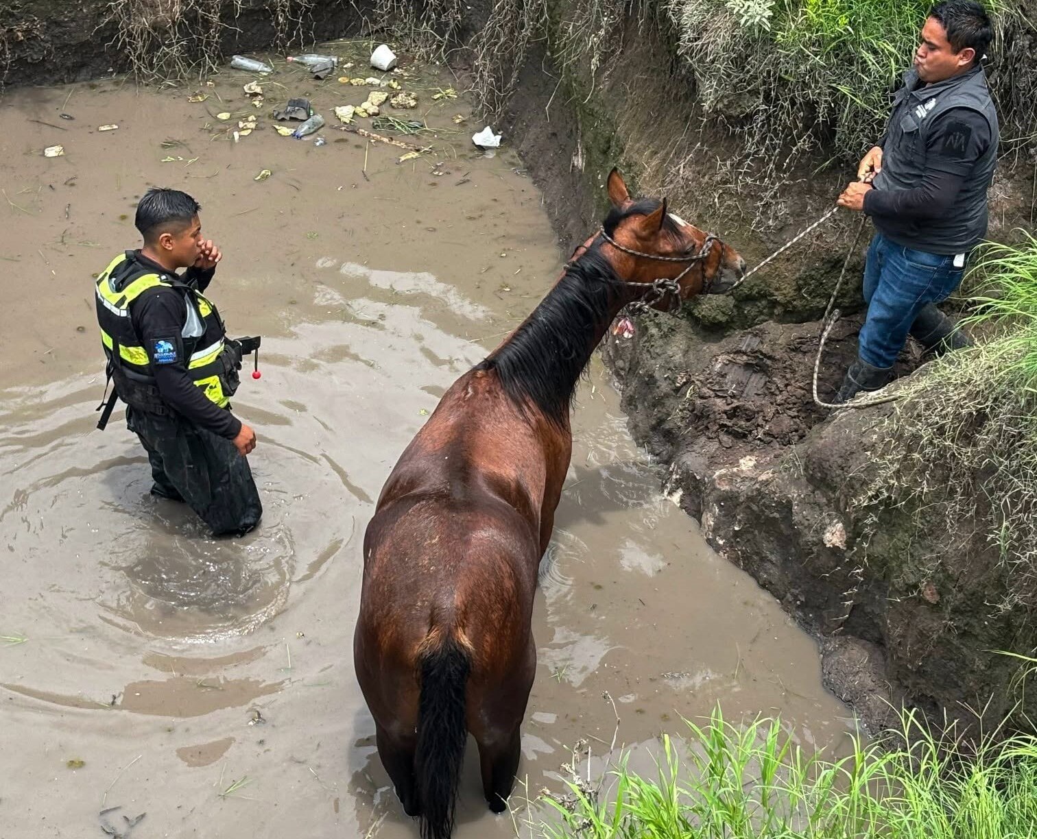 Rescatan a caballo atrapado en una zanja en El Marqués