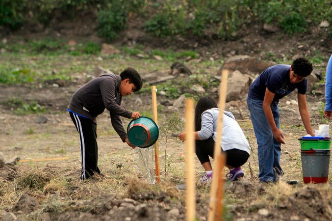 De acuerdo con el inventario municipal, se tiene un déficit de 110 mil árboles, a los que se suman 20 mil que deben ser removidos por un mal estado de salud (ARCHIVO EL UNIVERSAL)