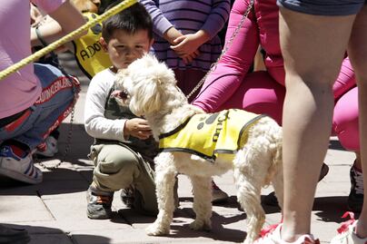 Buscan 252 personas adoptar una mascota  