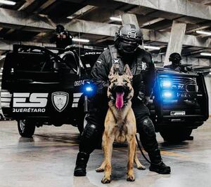 Capacitarán a lomitos queretanos en Texas; son parte del Grupo Lobos K9