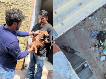Rescatan a perrita y dos cachorros que vivían en condiciones inadecuadas en San Juan del Río