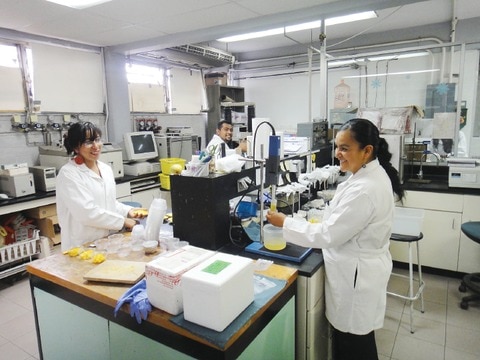 Analizan ablandamiento del mango