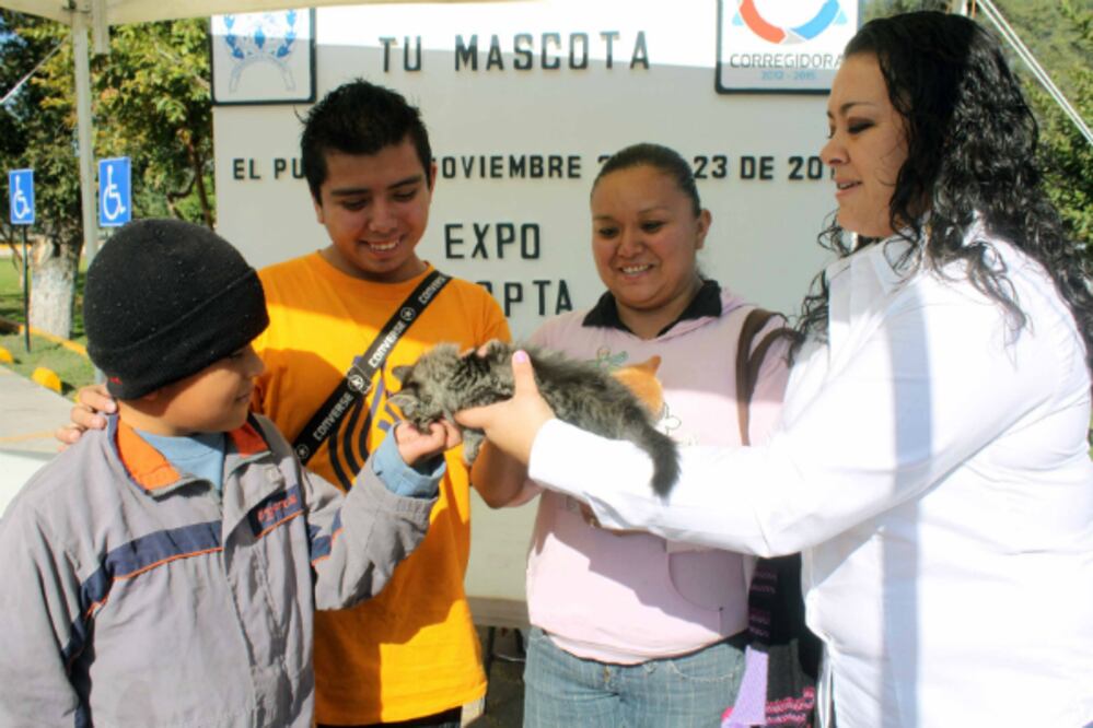 Población canina creciente, problema de salud 