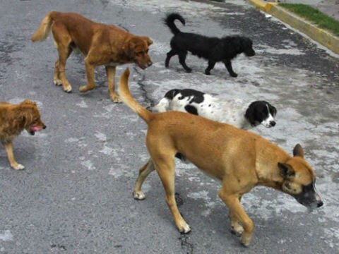 Yairo se suma a propuesta