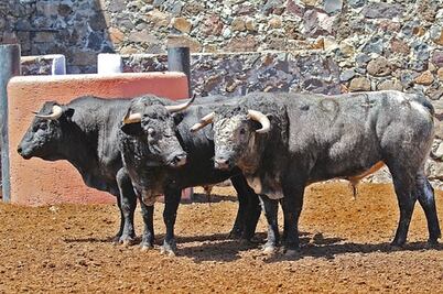 Astados de Los Cues, listos