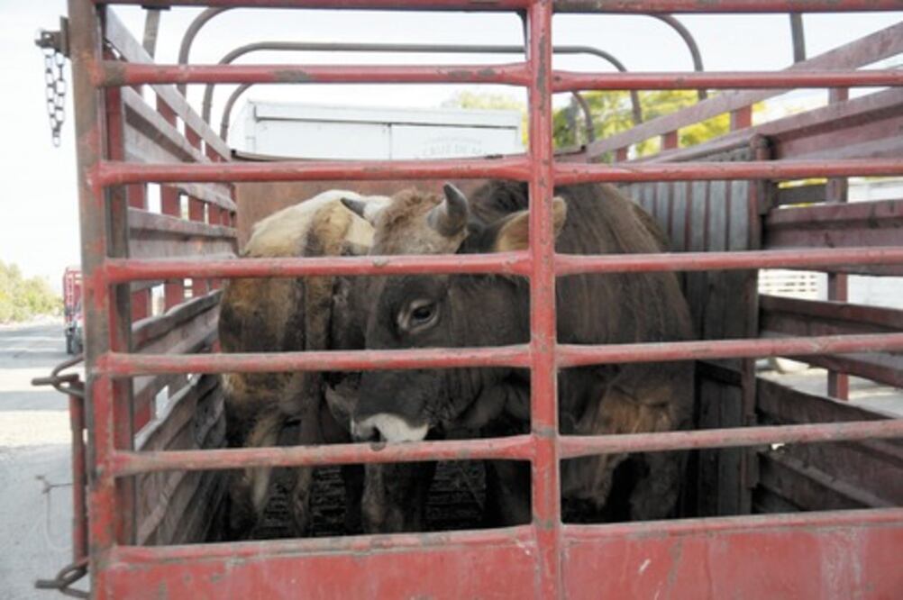 Suspenden a 14 ganaderos