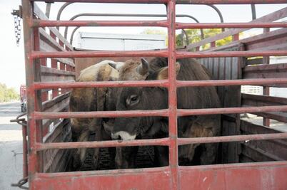 Suspenden a 14 ganaderos