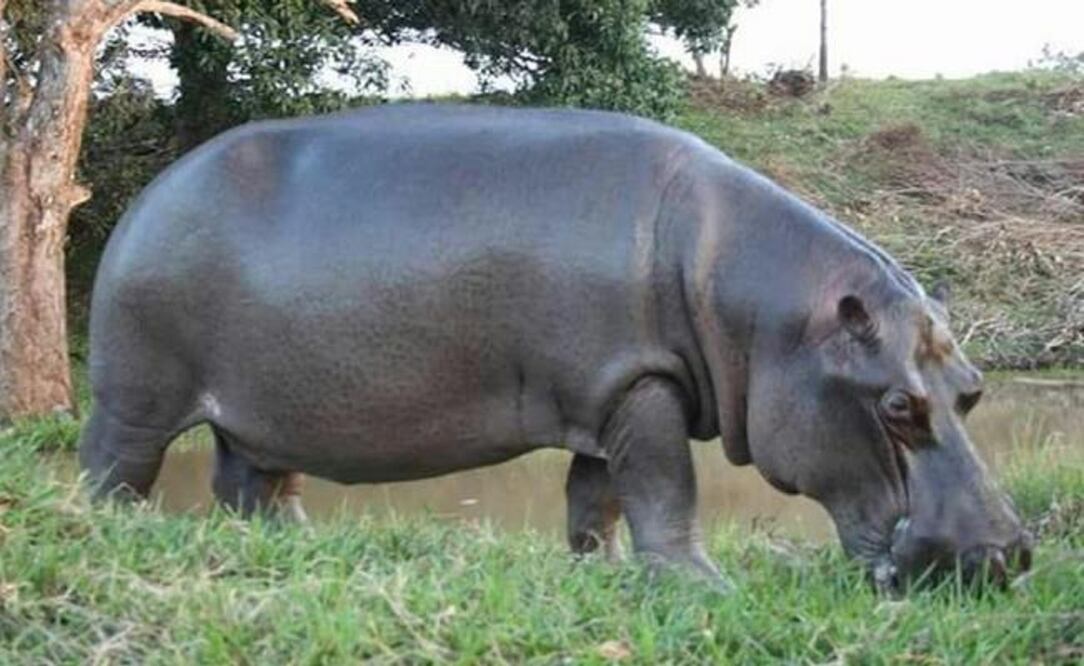 Tyson mide 1.15 metros de altura por 2.20 metros de longitud y fue capturado el 19 de marzo a las 19:30 horas en el rancho "El Rincón". (FOTO: Notimex)