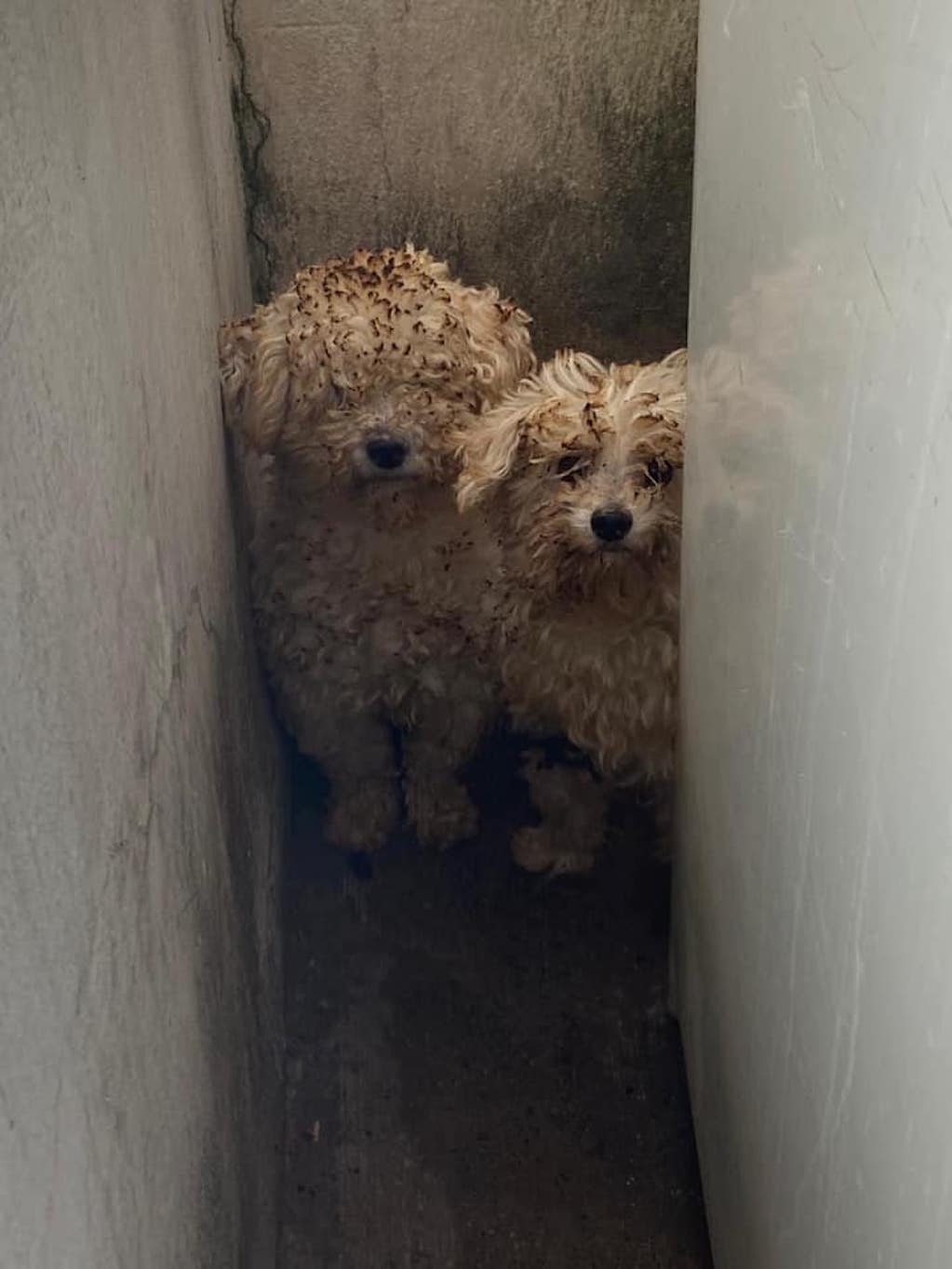 Rescatan a dos perros y un adulto mayor en un incendio