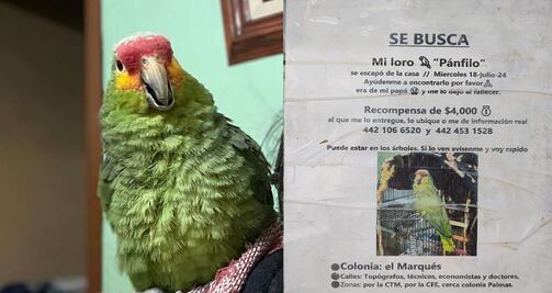 Pánfilo; el loro perdido en El Marqués