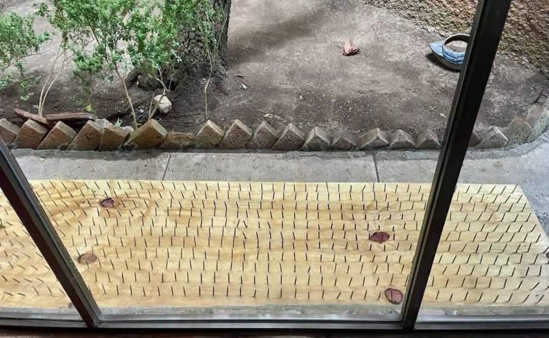 Vecinos de San Pedro, Nuevo León reparten tablas con clavos para ahuyentar osos. Foto: Grupo de vecinos de San Pedro Garza García