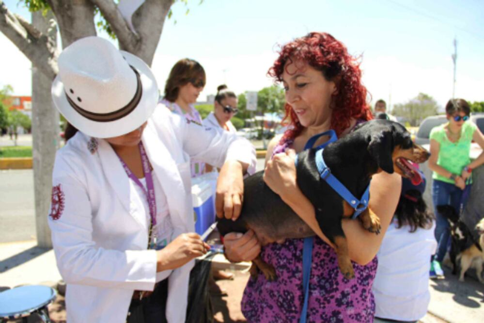 Colegio de veterinarios se suma a la campaña