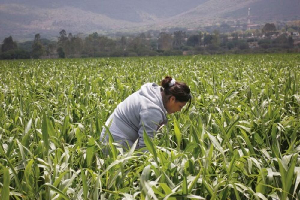 Sagarpa abre mayor espacio para proyectos productivos 