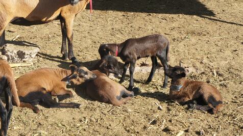 Estudiante acusado de zoofilia gana amparo; UAQ tendrá que revisar su caso