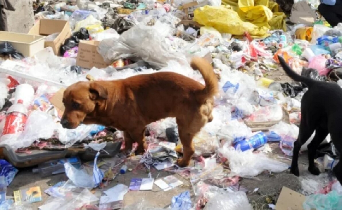 Entre la basura, hallan cuerpo de bebé