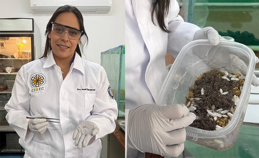 Investigadora de la UAQ desarrolla proyecto con larvas de insecto para degradar plásticos