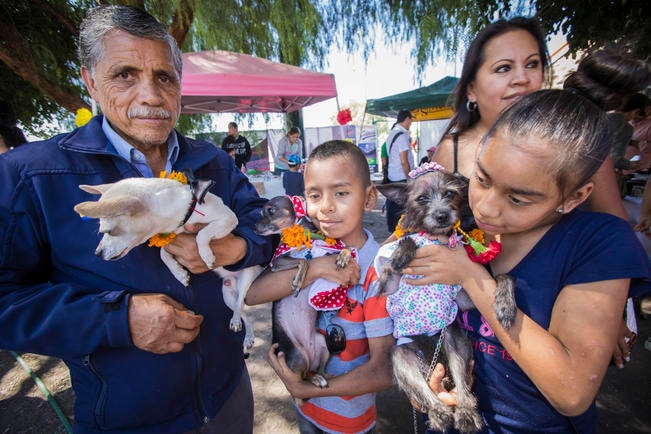 Celebran el primer Festival del Perro
