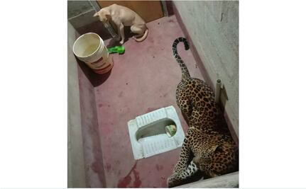 ¿Por qué un perro y un leopardo terminaron encerrados en un baño en India?