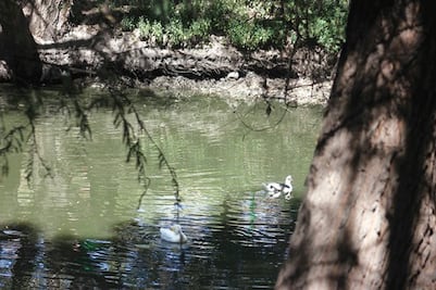 SJR vigila descargas residuales hacia río