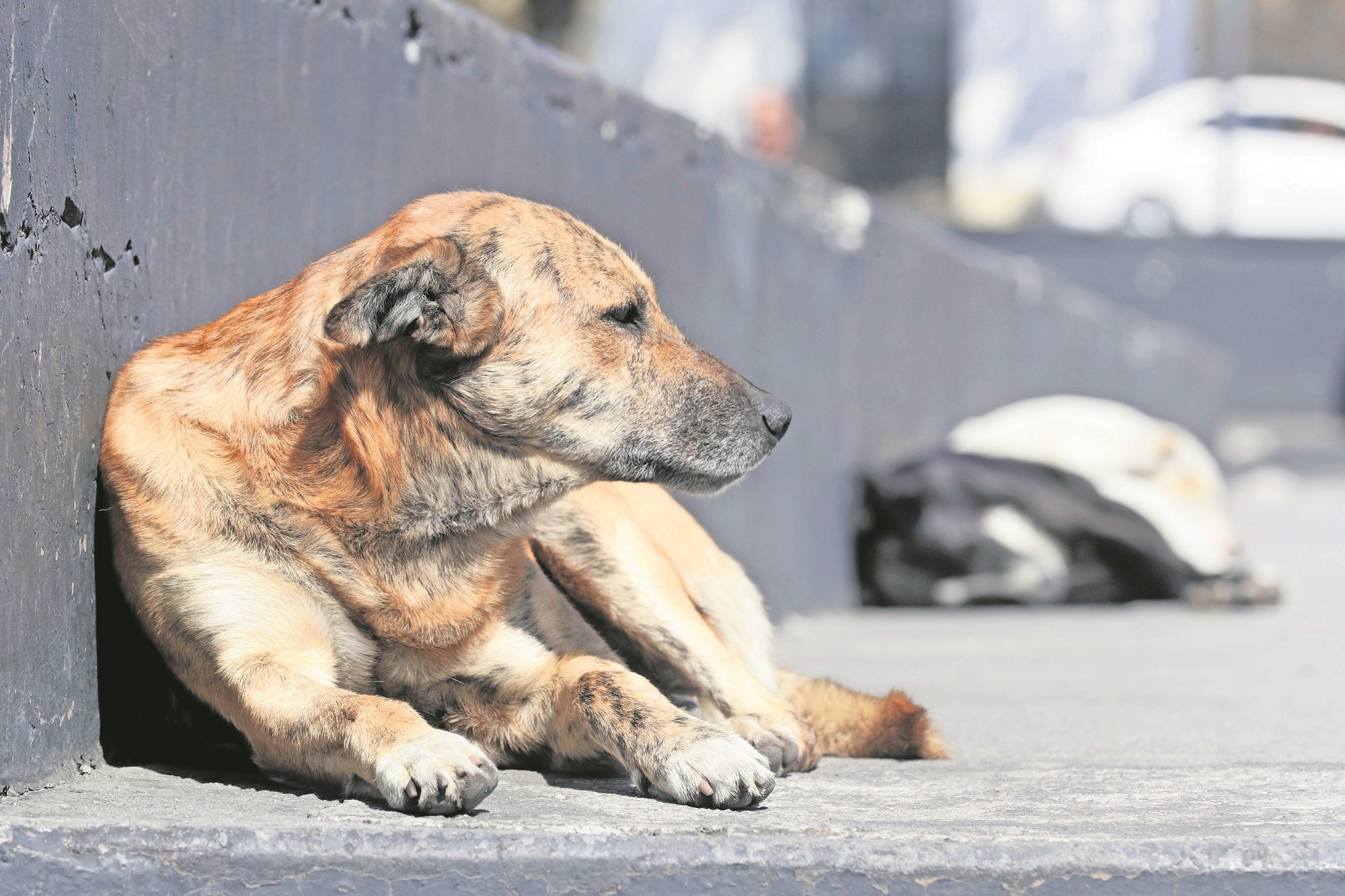 Llaman a sociedad a no maltratar animales