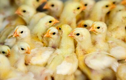 #Avance SENASICA anuncia el hallazgo de influenza aviar AH7N3