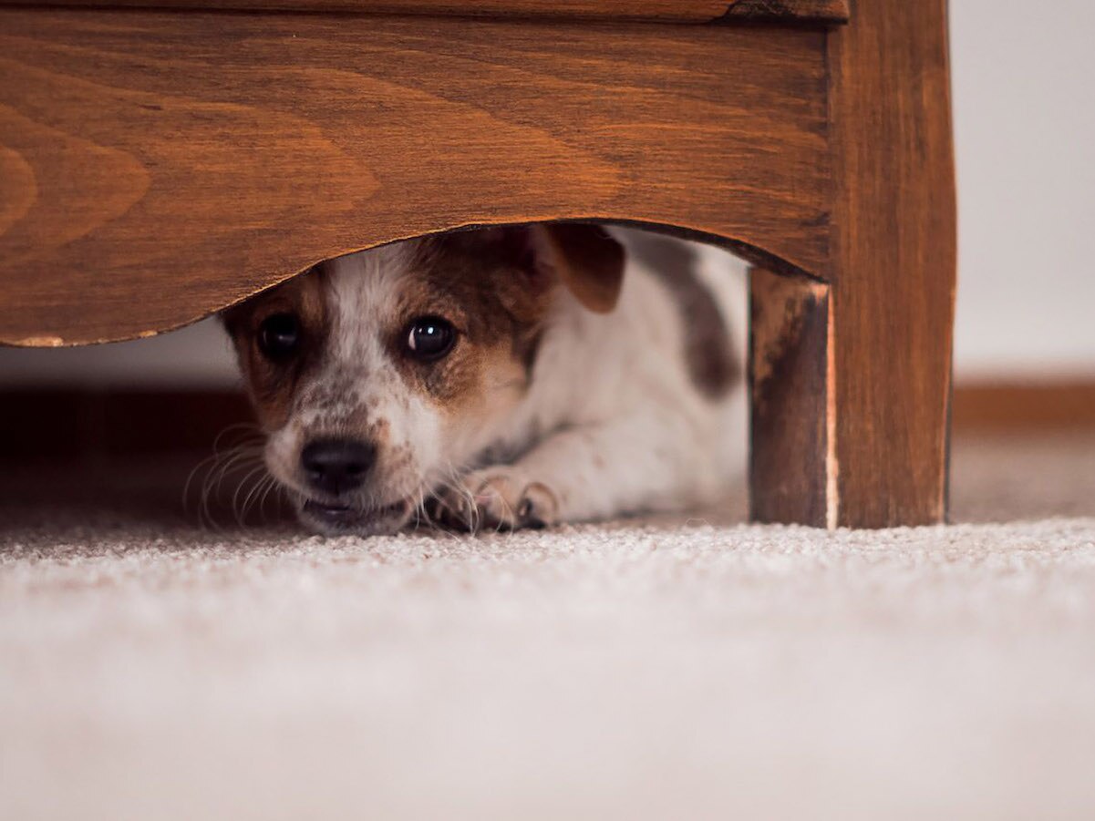 Consejos para proteger a perros y gatos de la pirotecnia en Querétaro